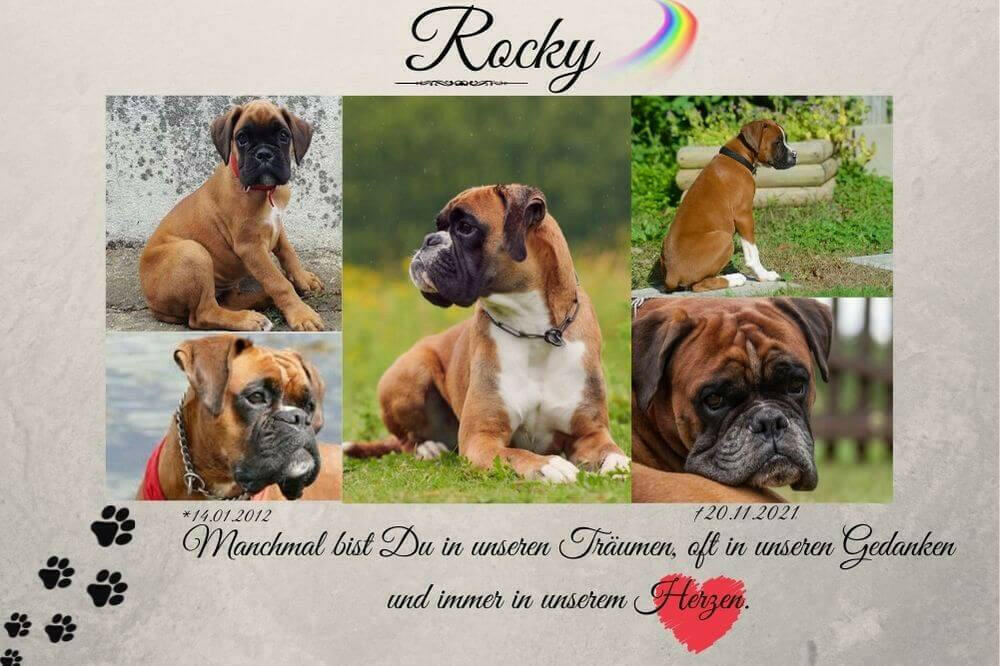 Foto hinter Acrylglas von Deinem Haustier.