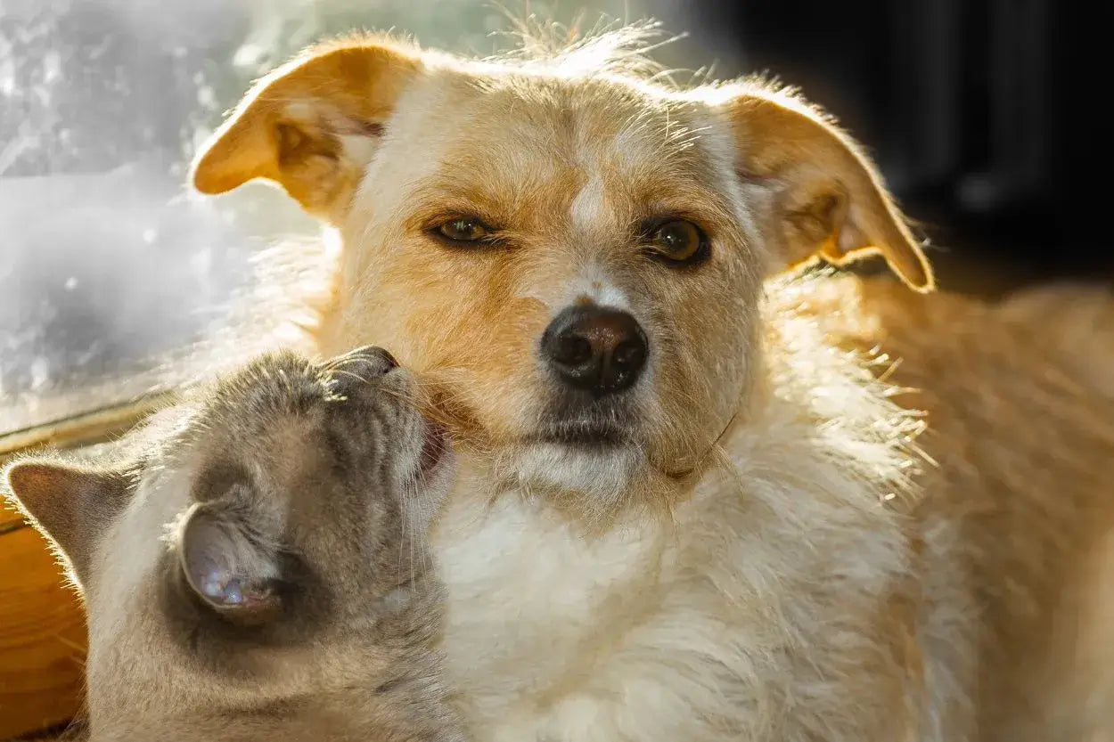 Katze schmiegt sich an hellbraunen Hund, liebevolle Interaktion im Sonnenlicht.