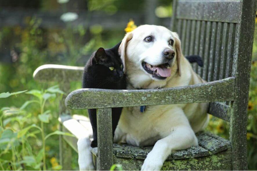 Labrador sitzt draußen mit einer schwarzen Katze auf einer Holzbank.