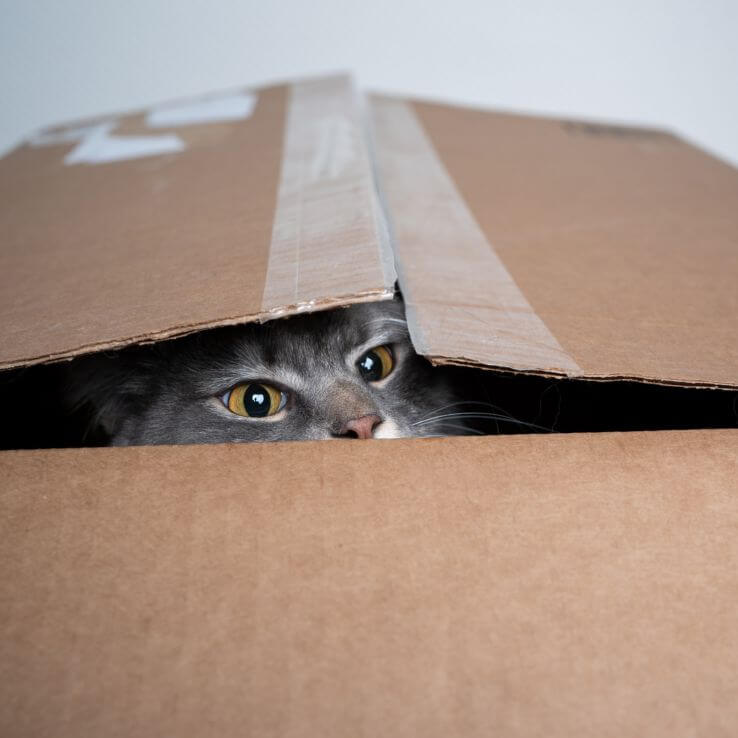 Eine graue Katze schaut aus einem geöffnetem Karton raus.