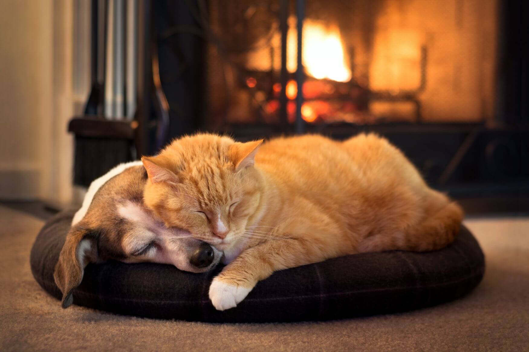 Hund und Katze liegen zusammen vor einem Kamin.