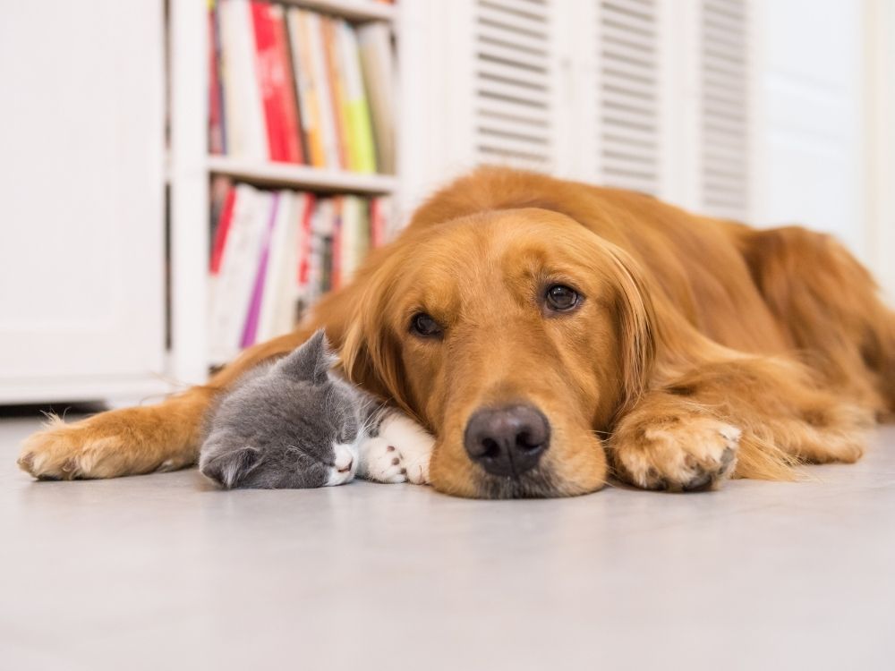 Kleine Katze schläft bei einen Hund. Der hund genießt die Nähe der Katze.