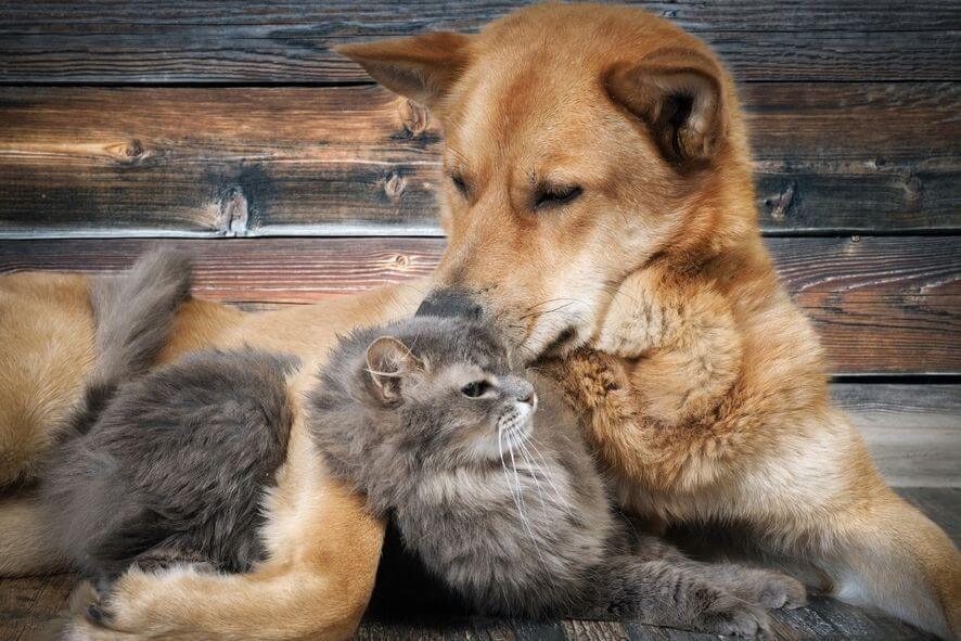 Hund umarmt mit der Pfote eine Katze und der gefällt das.