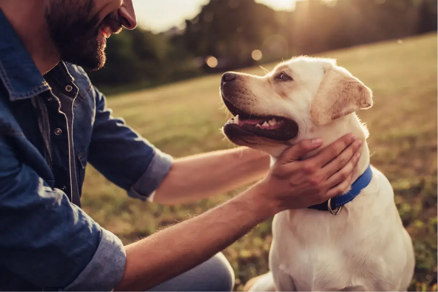 Ein Mann im Freien bei Sonnenuntergang lächelt und hält liebevoll einen Labrador Retriever, der ein blaues Halsband trägt und glücklich aussieht.