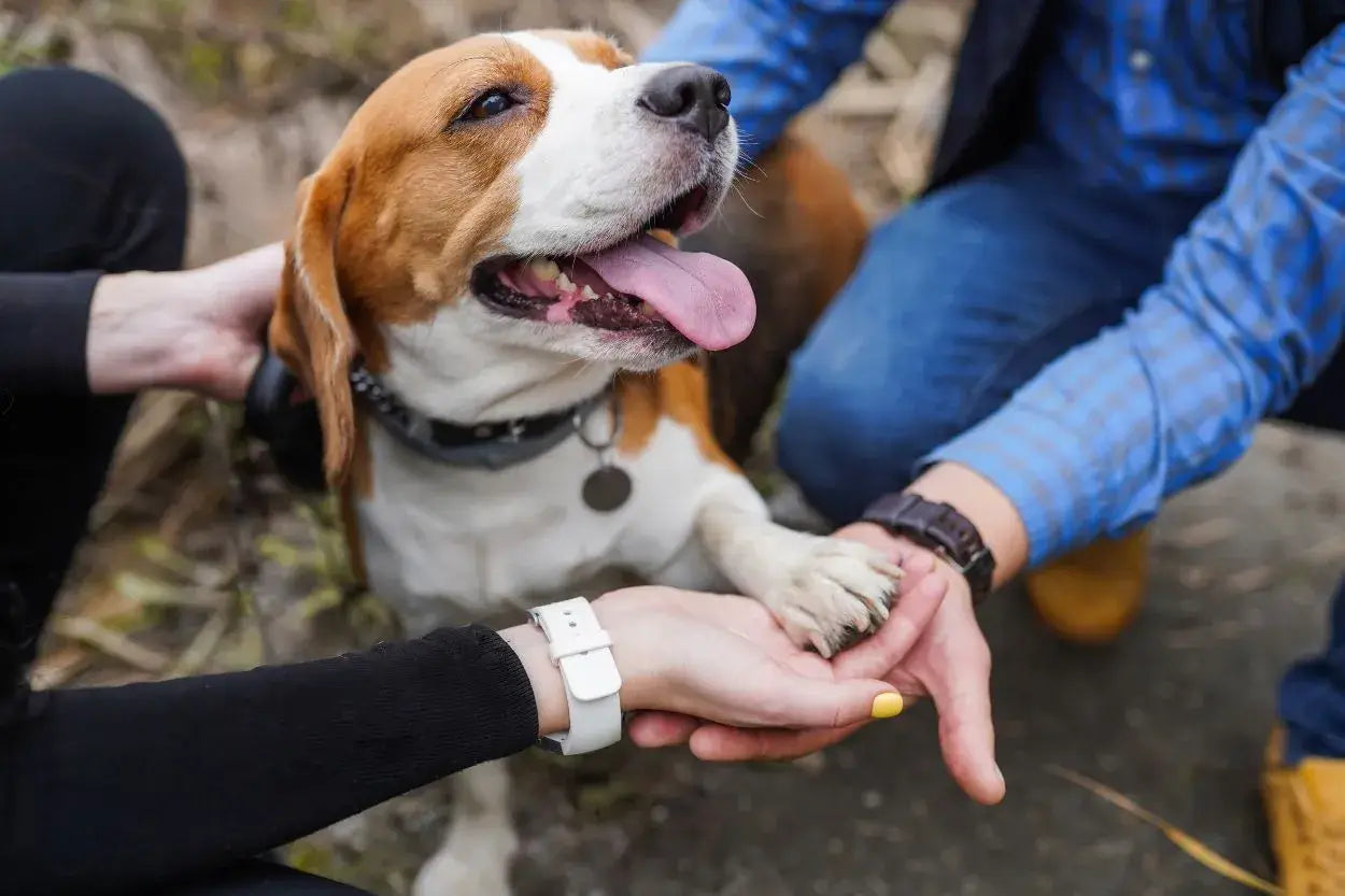 Zwei Personen halten liebevoll die Pfote eines glücklichen Beagles im Freien,