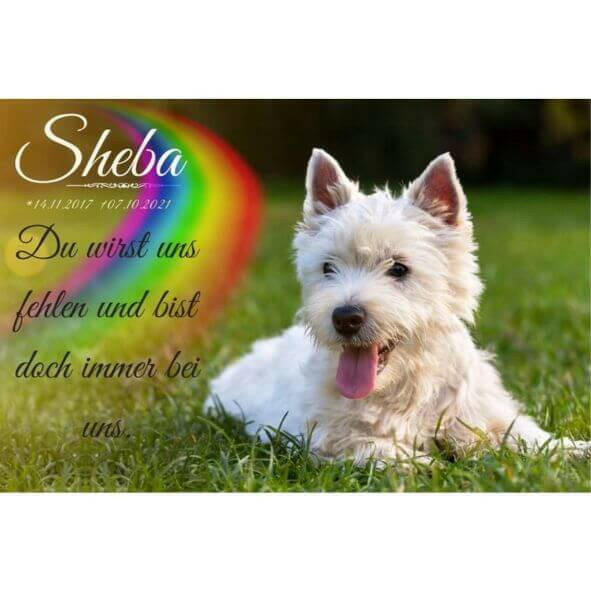 Tiergrabstein für Hund oder Katze – personalisiert mit Foto, Name & Datum.