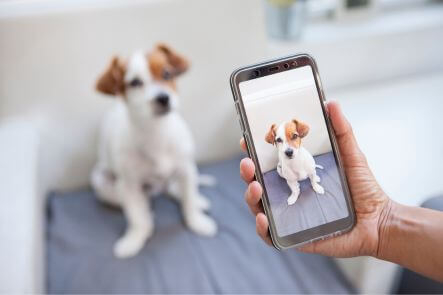 Hund sitzt auf einer blauen Decke und wird mit dem Handy fotografiert.