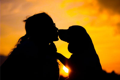 Silhouette einer Person, die ihre Nase sanft an die eines Hundes drückt, vor einem goldenen Sonnenuntergang.