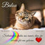 Acrylglasbild von einer Katze, die in die Kamera schaut und bequem auf einem Laken liegt. Das Tierandenken hat unter dem Katzenportrait einen Trauertext, Regenbogen und Herz.