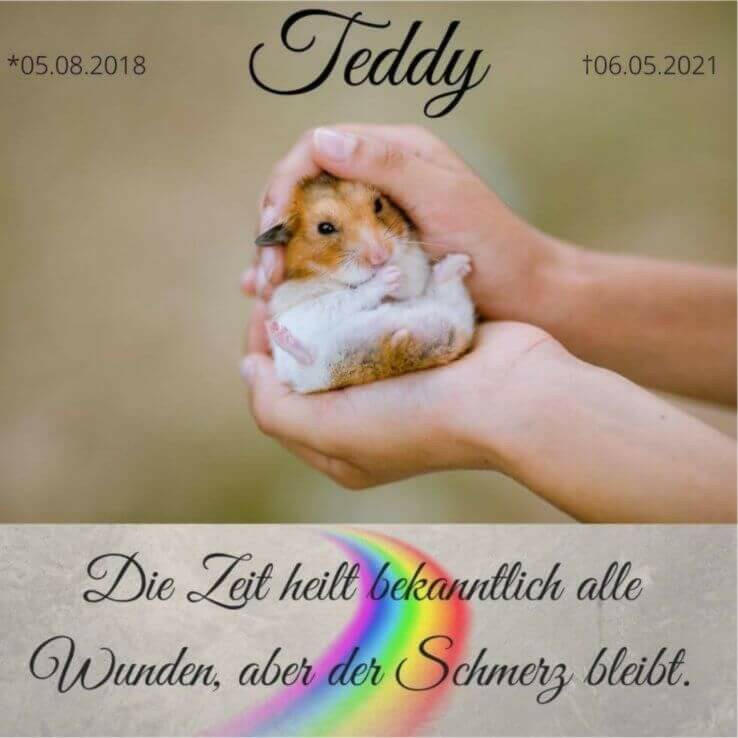 Ein Acrylglasbild zeigt einen kleinen Hamster, der zwischen zwei Menschenhänden liegt und das genießt. Unter dem Bild steht sein Geburtstag, Todestag, Trauerzitat und Regenbogen.