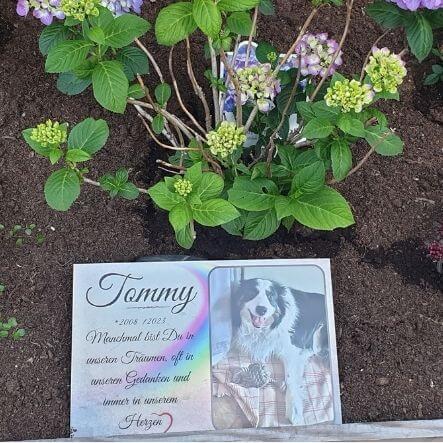 Gedenktafel personalisiert mit Hundebild und Regenbogenbrücke auf dem Tierfriedhof. Hundeportrait für die Tierbestattung mit den Daten des verstorbenen Hundes.