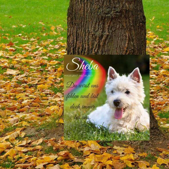 Grabplatte für Hunde, an einem Baum gestellt mit Hundeporträt, Namen und Informationen.