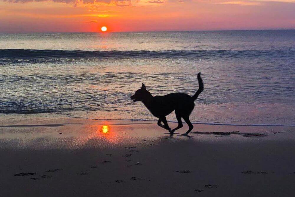 Ein Hund rennt beim Sonnenuntergang am Strand entlang. Die Sonne spiegelt sich Wasser.