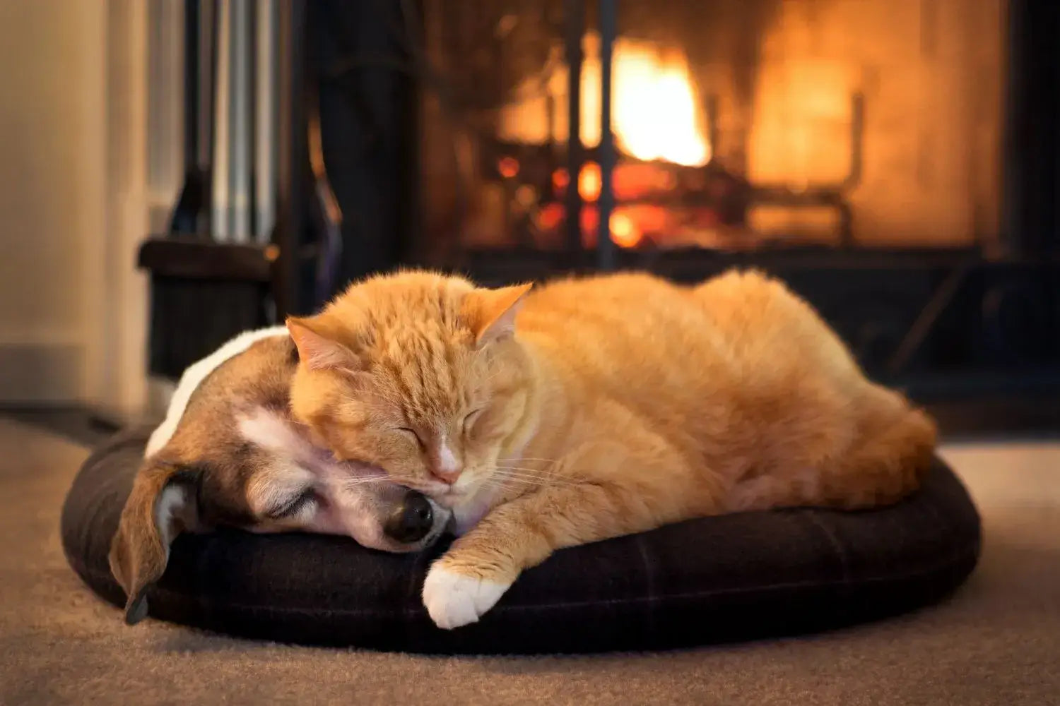 Katze und Hund schlafen zusammen kuschelnd auf Kissen vor flackerndem Kaminfeuer.