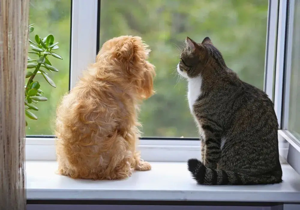 Ein Hund und eine Katze sitzen nebeneinander und blicken aus einem Fenster, umgeben von Grünpflanzen.