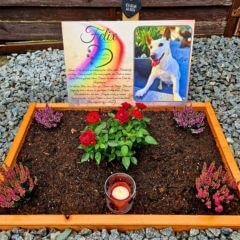 Hundefriedhof mit personalisierten Hundegrabstein. Auf dem Tiergrabstein ist die Regenbogenbrücke, Herz mit Pfoten und ein persönlicher Text.