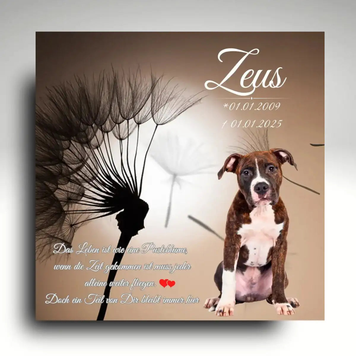 Hundegrabstein mit Pusteblume, quadratische Grabplatte mit Foto und Gedenkspruch als liebevolles Andenken an einen verstorbenen Hund