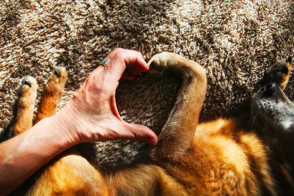 Hand formt Herzzeichen mit Hundepfote auf kuscheligem Untergrund, Symbol für Tierliebe.