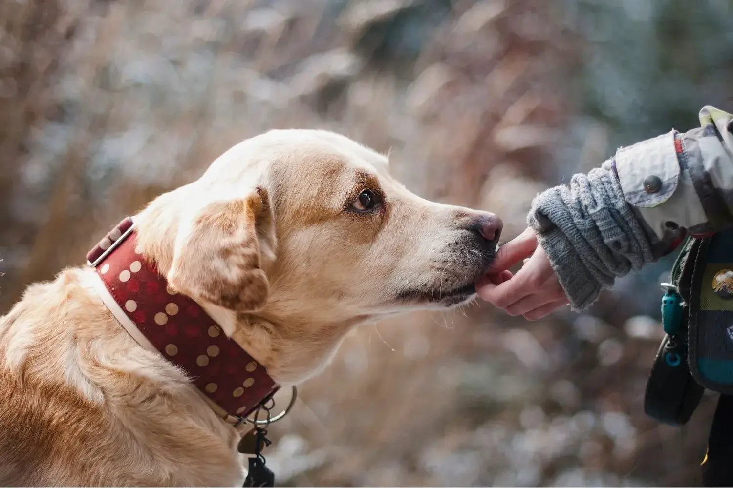 Beige Hund mit rotem Halsband leckt eine Hand in grauem Strickpullover vor verschwommenem Naturhintergrund.