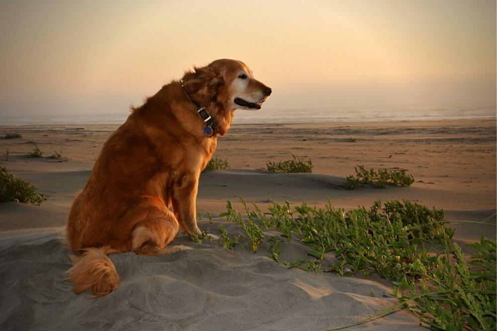 Alter Hund sitz am Strand und schaut auf das Meer.