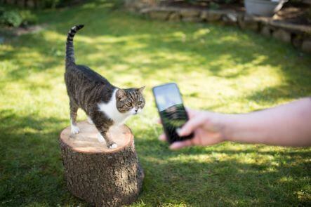 Katze steht auf einem Baumstamm und wird mit einem Handy fotografiert.