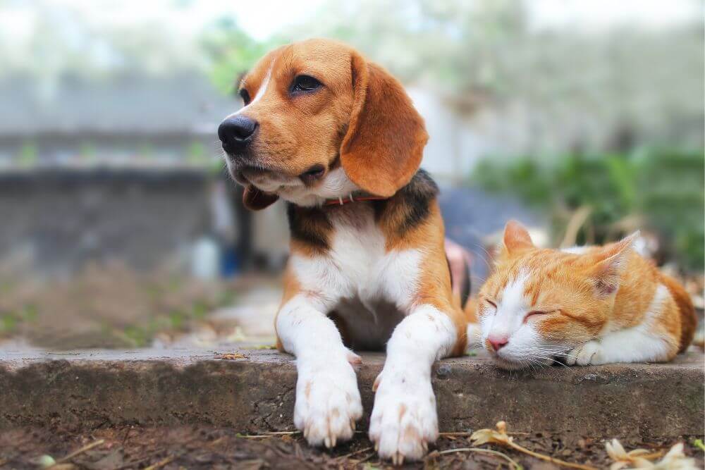 Hund und Katze sitzen gemeinsam auf einer Treppe und genießen das Wetter.