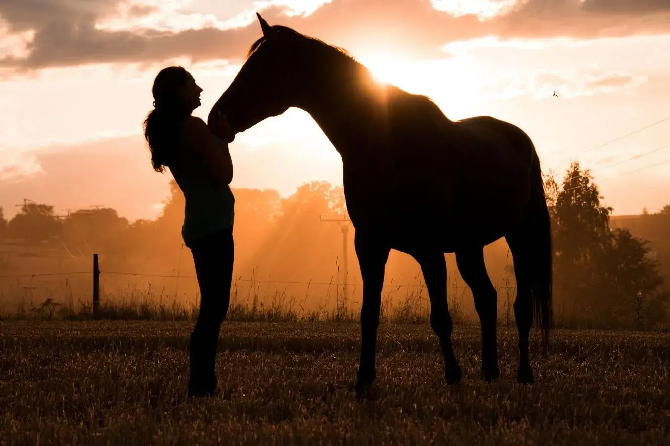 Pferdefreund steht mit seinem Pferd auf einer Wiese bei einem Sonnenuntergang.