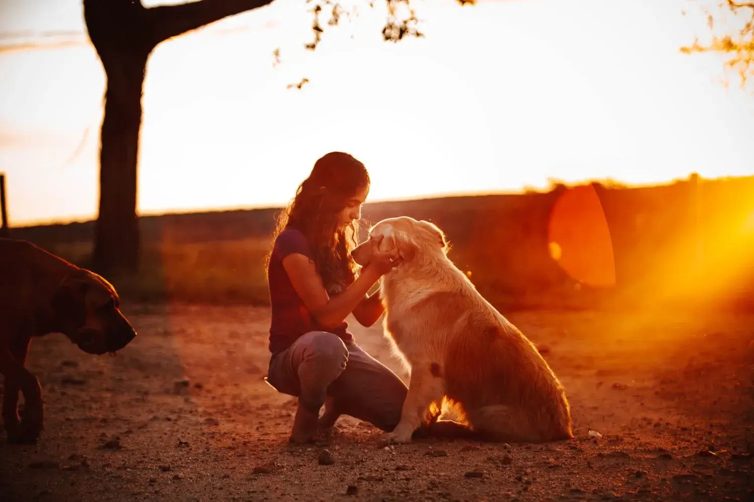 Frau mit Hunden bei Sonnenuntergang, eine Pfote haltend, warmes Licht, tiefe Zuneigung.