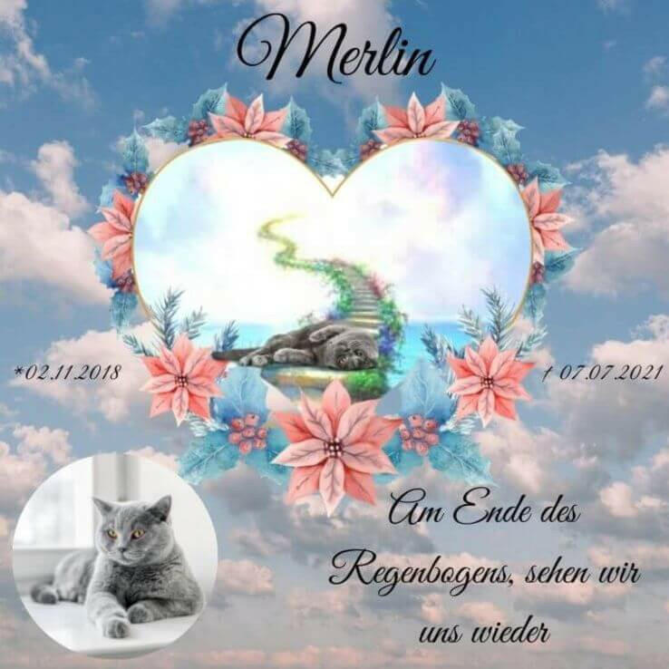 Regenbogenbrücke Acrylglas Bild mit einer liegende Katze, die im Rahmen unten im Trauerbild liegt, Die gleiche verstorbene Katze liegt im Herz und darunter ist ein Trauerzitat.