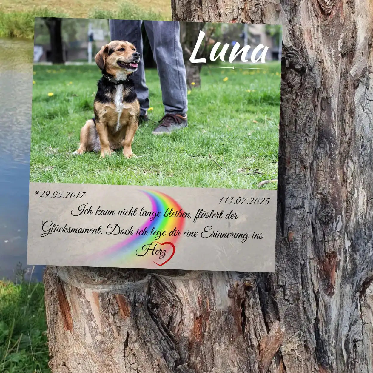 Tiergrabstein für einen Hund mit Regenbogenbrücke, draußen am Baum aufgestellt – liebevolles Andenken für den Tierfriedhof und die Beerdigung eines Hundes