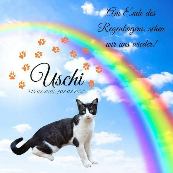 Trauerbild mit Katzenbild von Regenbogenspuren. Fotoposter mit Tierpfoten personalisiert mit Trauerzitat, Katzennamen, Bild, Geburtstag und Todestag deiner Katze.