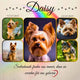 Wandbild für Yorkshire Terrier mit Fotocollage, Regenbogenbrücke und Herzsymbol