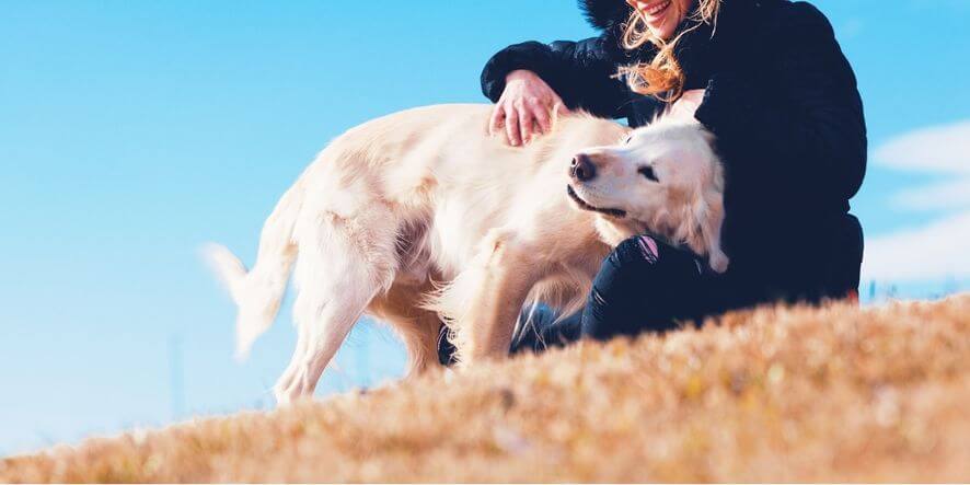 Frauchen streichelt Ihren Hund auf einem Feld und er genießt das.