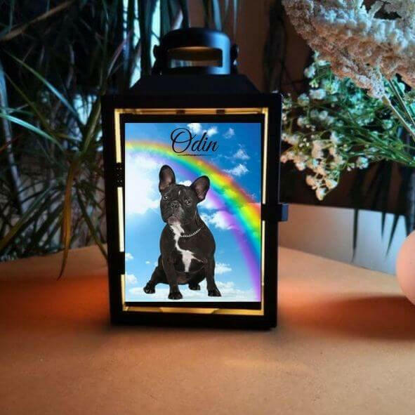 Grablichter mit Regenbogenbrücke und einer Bulldogge. Regenbogenspuren Foto Laternen personalisiert mit Tierportait und Trauertext. Laterne aus Metall und Kerze.